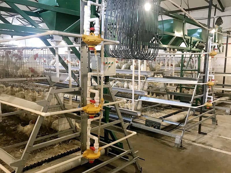 Stepped automated breeding equipment